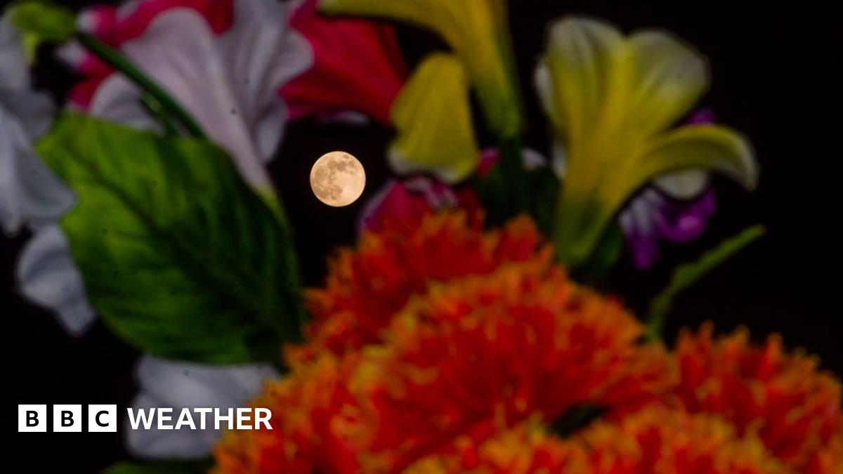 Witness The Flower Moon: Full Moon May 2025 Guide