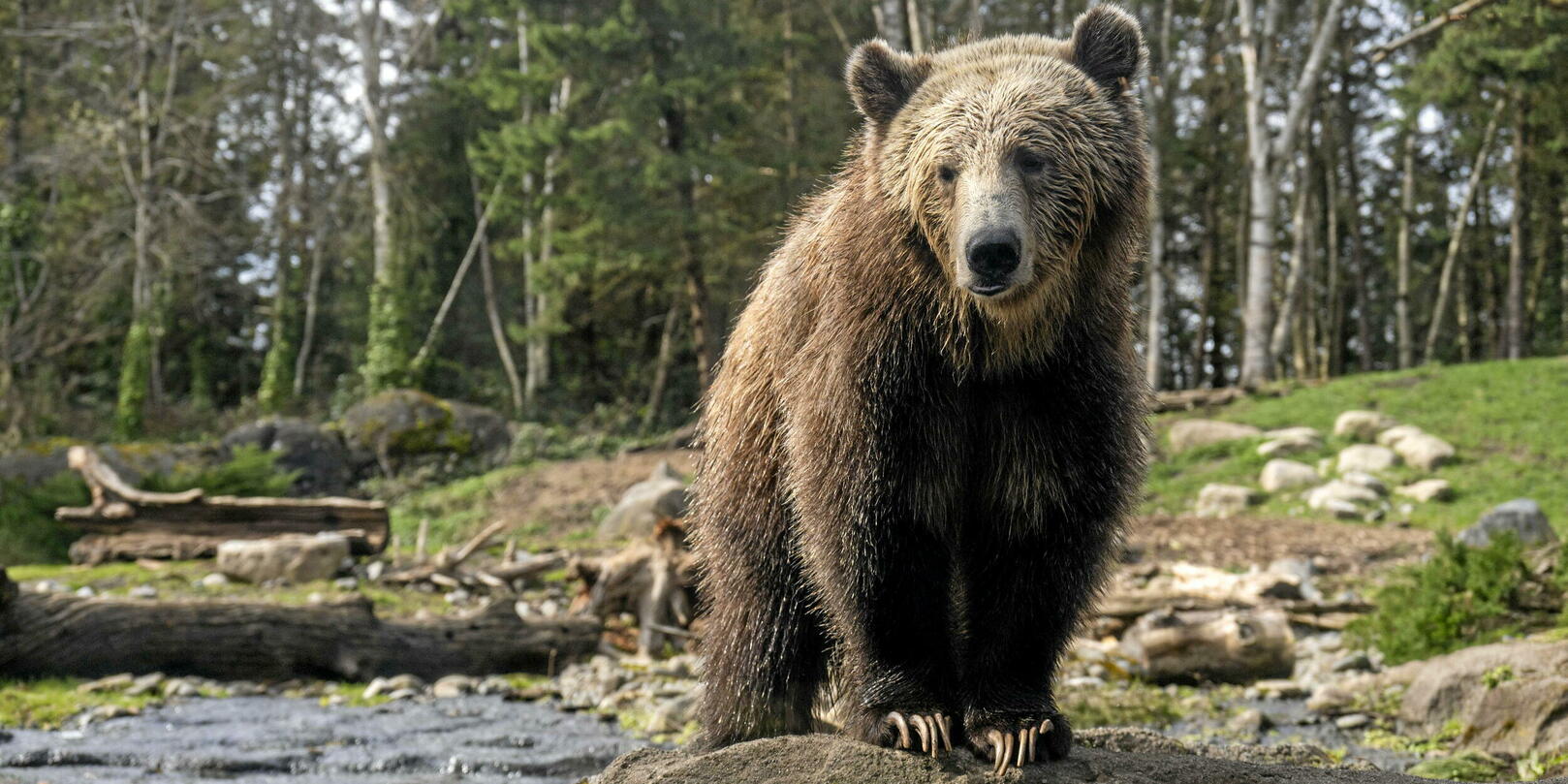 Canada: Stratégie Anti-grizzli Pour Le Sommet G7