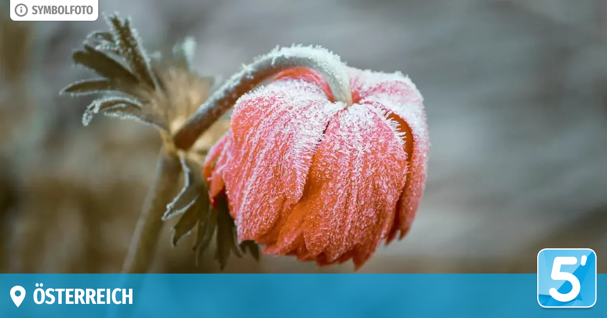Eisheiligen: Frostgefahr Im Mai & Bauernregeln