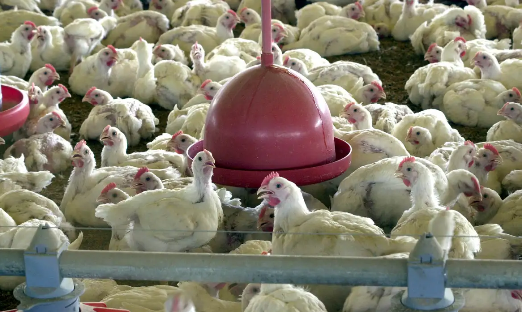 Frango Brasileiro: Chile, México E Uruguai Suspendem Importações