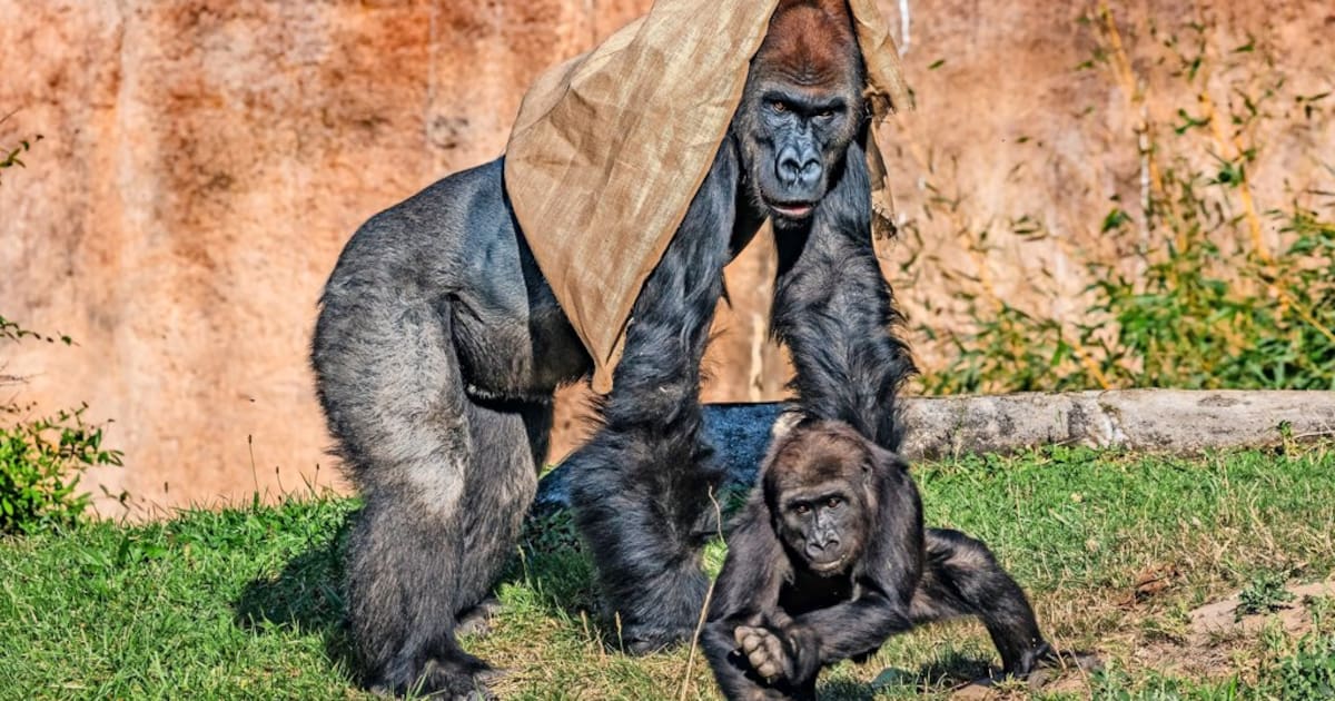 Gorillas Im Zoo Leipzig: Todesursache Bekannt