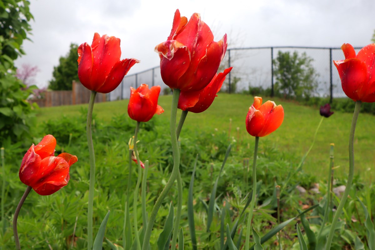 Guelph Weather: Your Daily Forecast