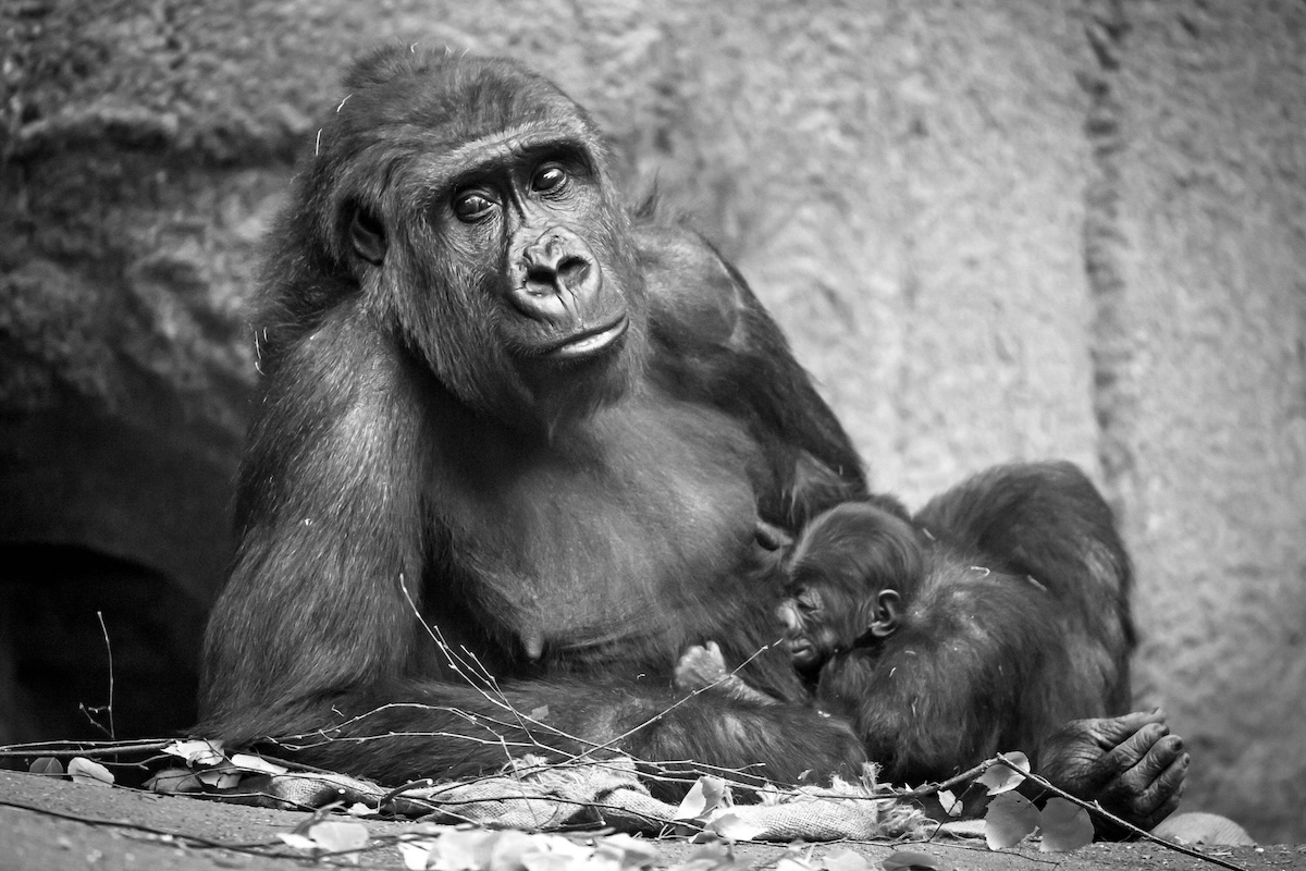 Leipzig Zoo: Pongoland Mourns Another Loss