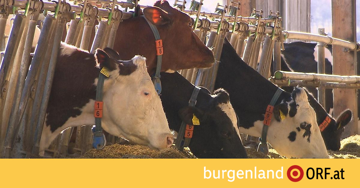 Maßnahmen Gegen MKS-Ausbruch