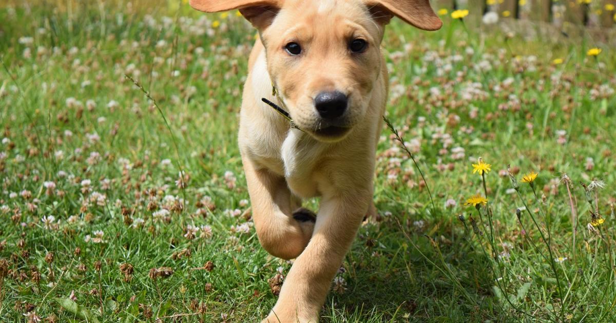 Protect Your Dog: Heatstroke Prevention Guide