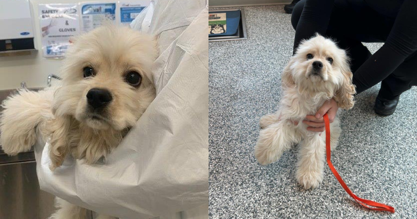 Puppy Seized: Kelowna Abuse Case Shocks Community