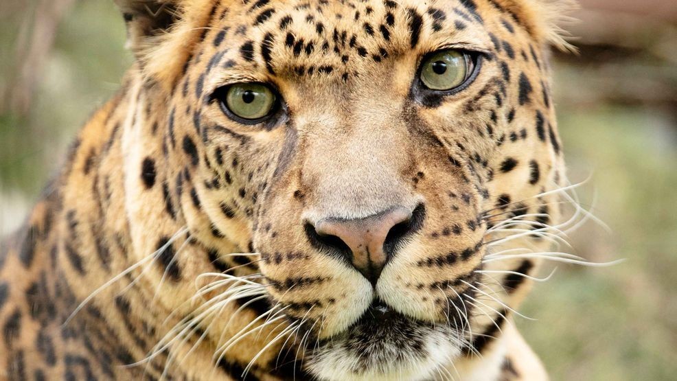 West Coast Game Park: 310 Animals Seized
